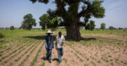 African Landscapes Revive as Tree Growth Surges