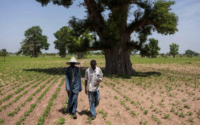 African Landscapes Revive as Tree Growth Surges