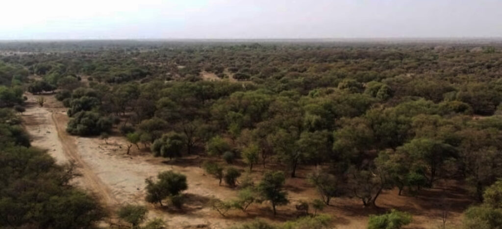 Africa’s Great Green Wall to miss 2030 goal says UN desertification president