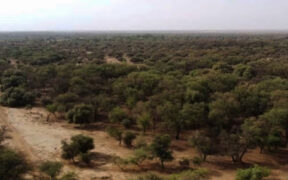 Africa’s Great Green Wall to miss 2030 goal says UN desertification president