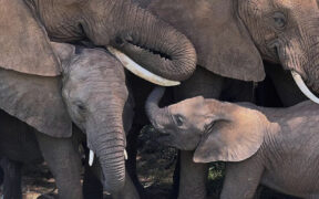 New study finds African elephants call each other by unique names