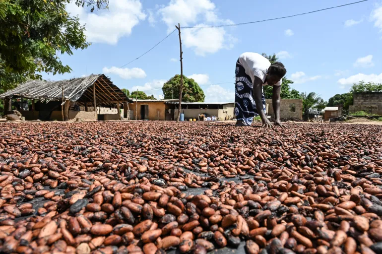 A farmer’s wife stirs his cocoa beans spread out in the sun for drying in Bringakro, a village in the Djekanou sub-prefecture of Ivory Coast [File: Sia Kambou/AFP]