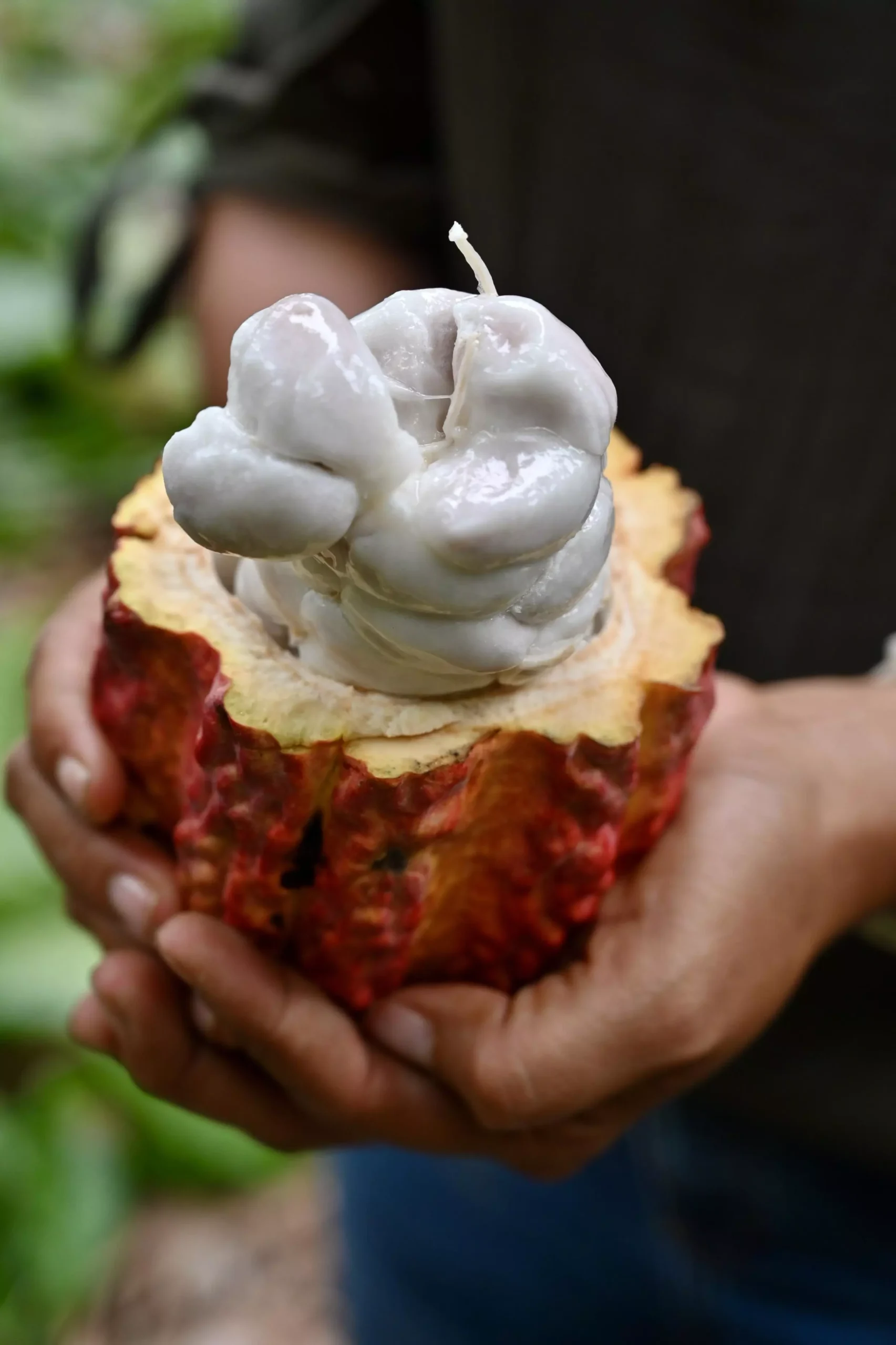 A worker holds the fruit of the cocoa tree, the precious bean encased in white pulp © MARCOS PIN / AFP Photo