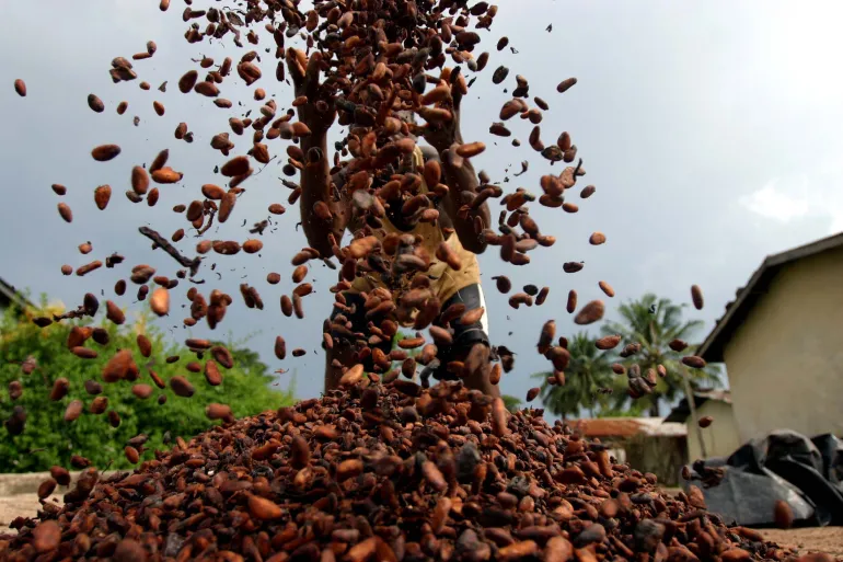 A man sorts cocoa beans in west Ivory Coast [File: Thierry Gouegnon FOR/CN/Reuters]