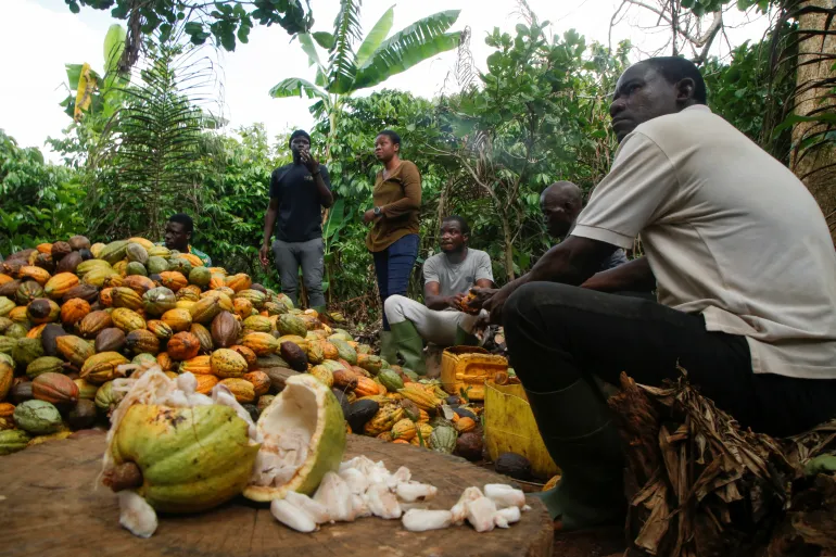 Farmers sit around cacao pods in Sinfra, Ivory Coast [File: Luc Gnago/Reuters]