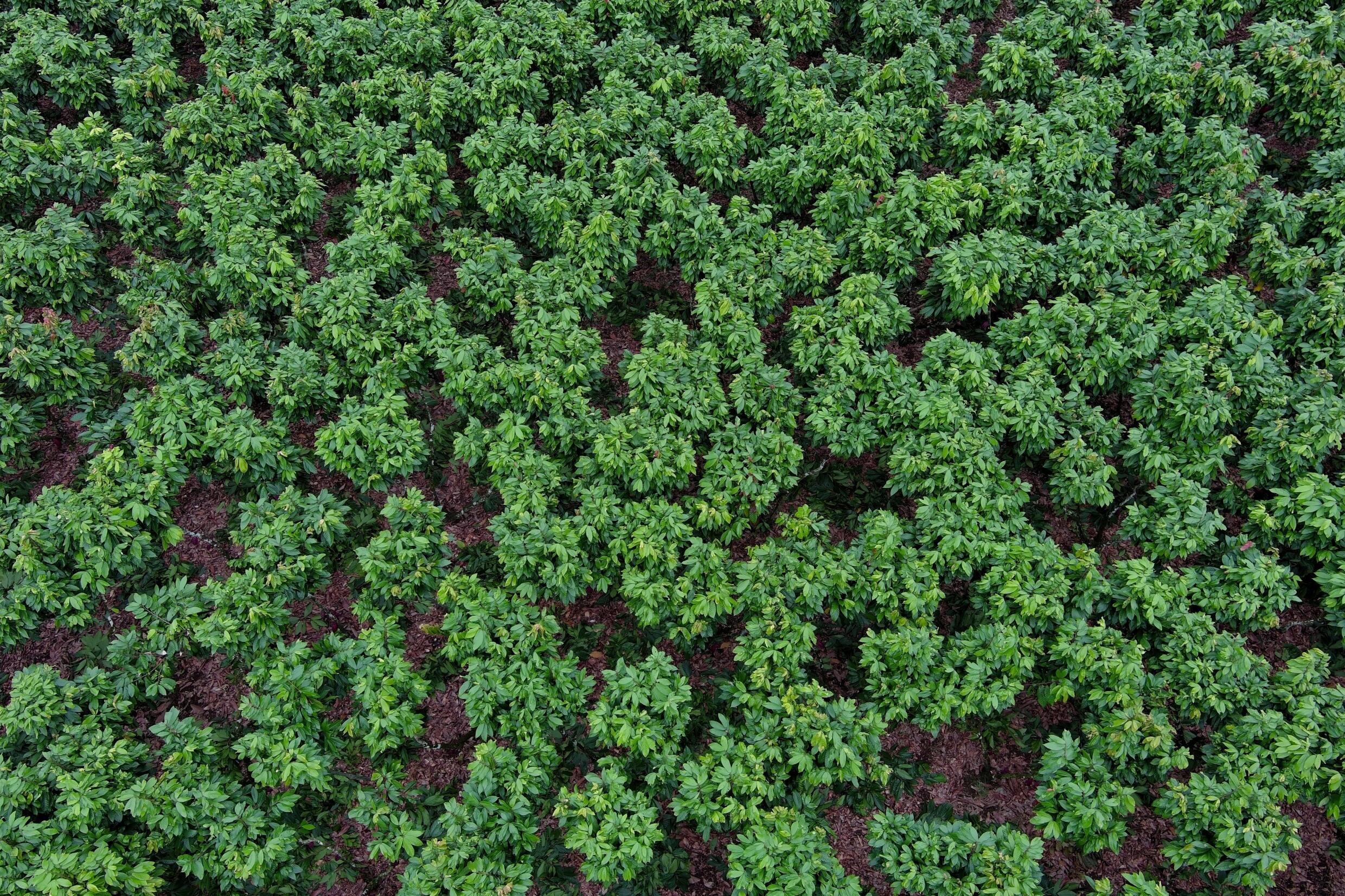 After the Ivory Coast and Ghana, Ecuador is the world's third-largest cocoa grower, producing some 420,000 tons a year © Marcos PIN / AFP Photo