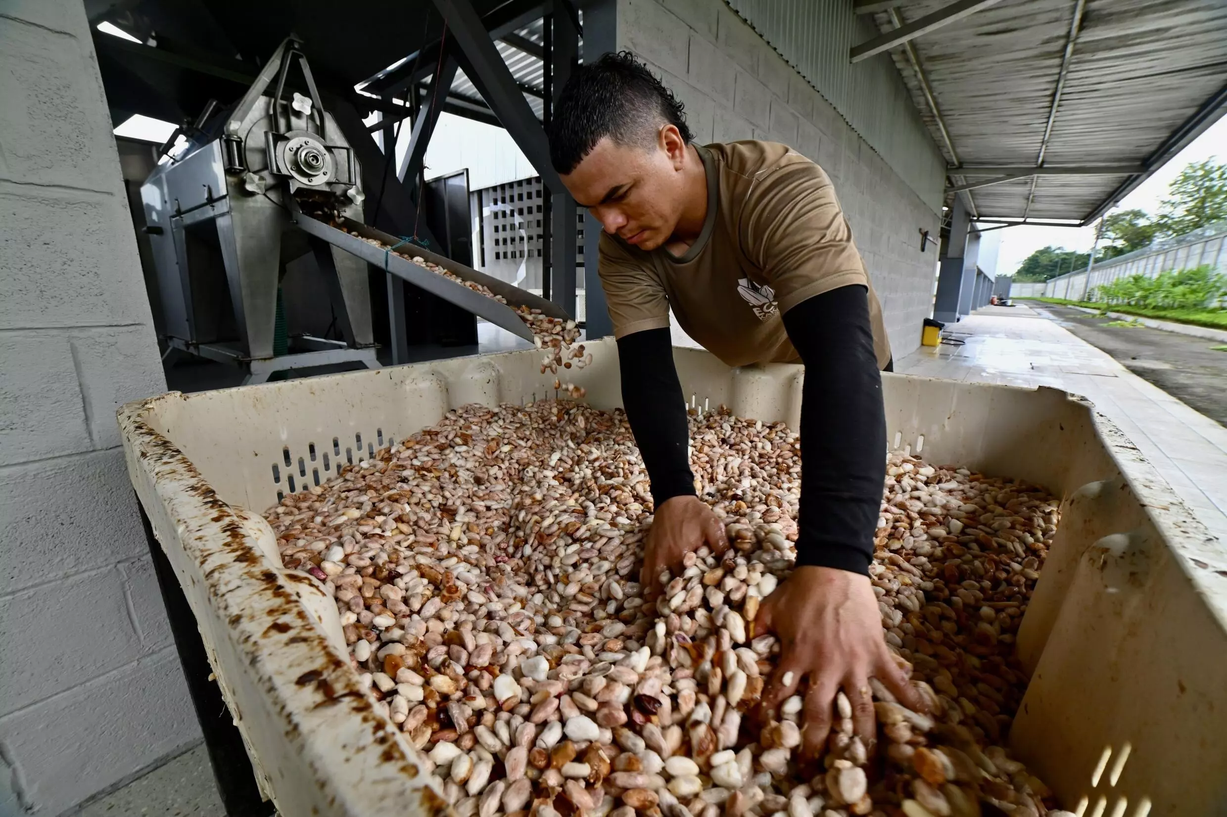 A worker prepares fresh cocoa to be stored before fermentation © MARCOS PIN / AFP Photo 