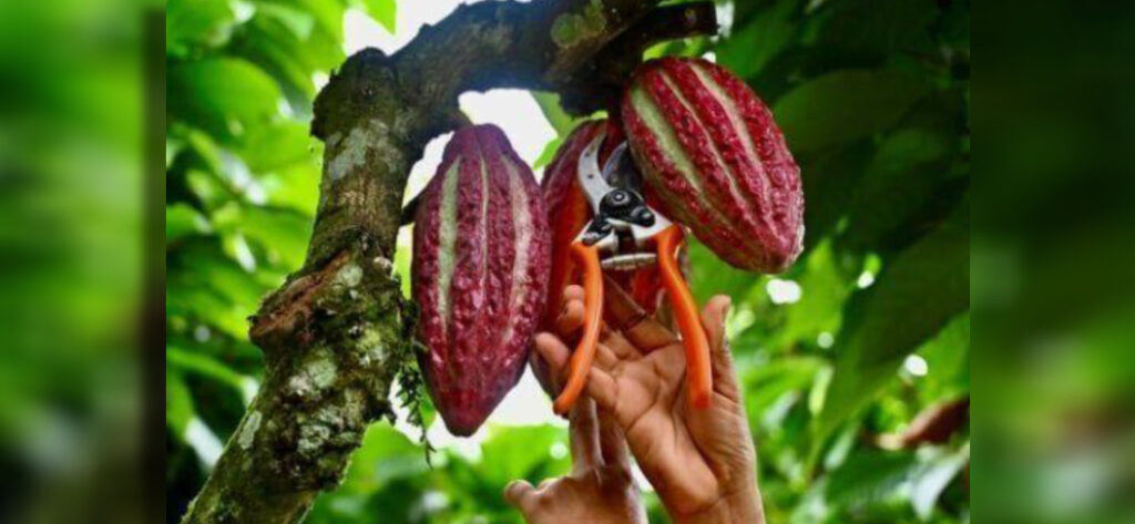 Cocoa prices skyrocketed in March after a poor harvest in West Africa, and remain at record-highs since partially sliding back