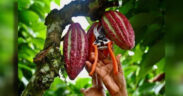 Cocoa prices skyrocketed in March after a poor harvest in West Africa, and remain at record-highs since partially sliding back