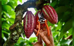 Cocoa prices skyrocketed in March after a poor harvest in West Africa, and remain at record-highs since partially sliding back