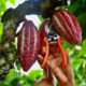 Cocoa prices skyrocketed in March after a poor harvest in West Africa, and remain at record-highs since partially sliding back