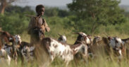 Fulani herders struggle as water stress forces longer journeys in the Sahel