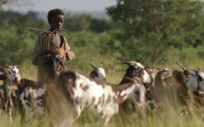 Fulani herders struggle as water stress forces longer journeys in the Sahel