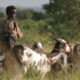 Fulani herders struggle as water stress forces longer journeys in the Sahel