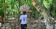 Ivory Coast Expects Cocoa Rebound Next Season on Better Weather