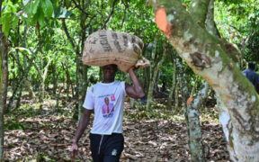 Ivory Coast Expects Cocoa Rebound Next Season on Better Weather