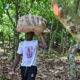 Ivory Coast Expects Cocoa Rebound Next Season on Better Weather