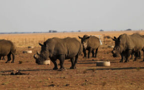 South African researchers test nuclear technology to fight rhino poaching