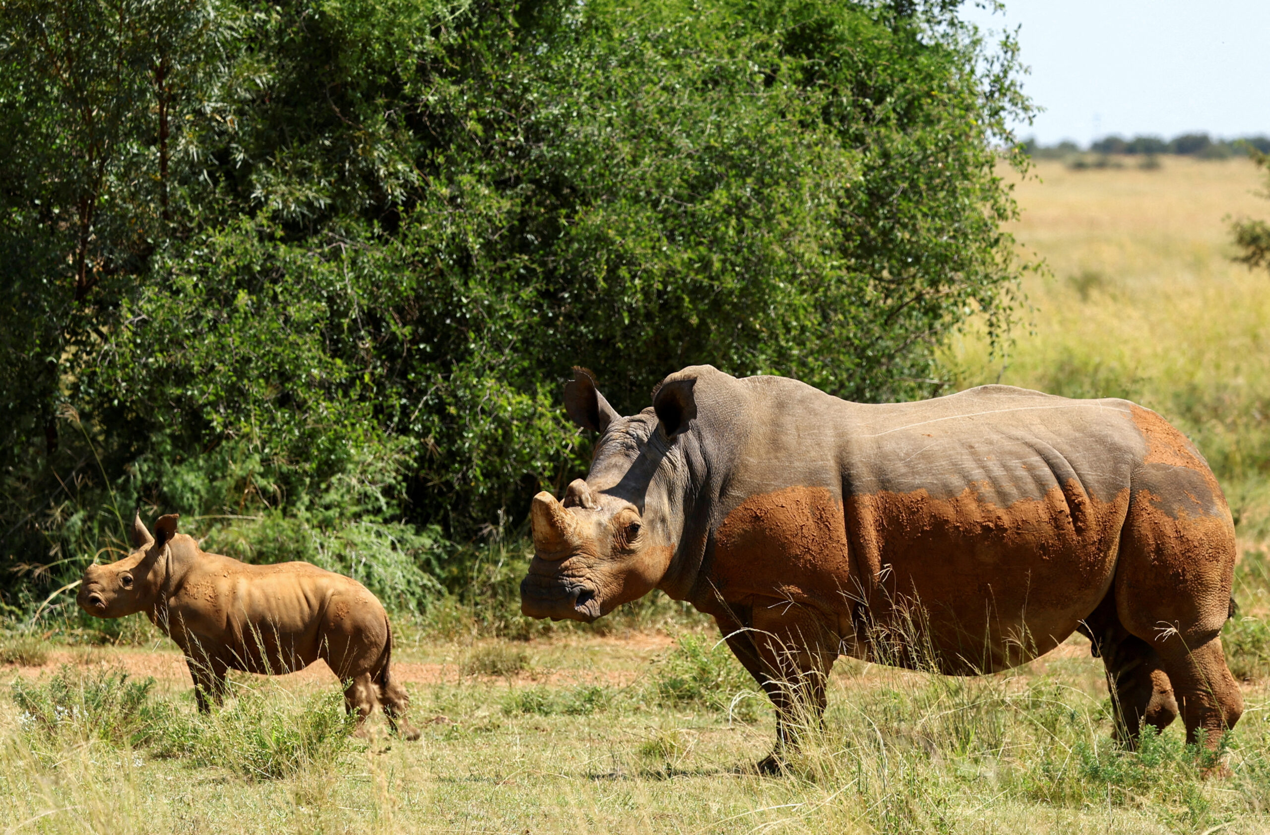 Some of the over 2000 rhinos sold to African Parks are seen in captivity ahead of the rewilding process planned for the next 10 years, starting later this year, at a farm outside Klerksdorp, South Africa, March 12, 2024.