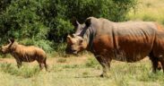 Drop in South Africa's rhino poaching linked to dehorning programmes