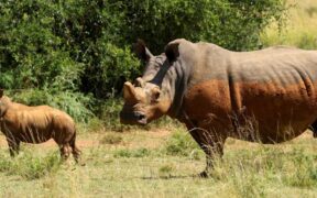 Drop in South Africa's rhino poaching linked to dehorning programmes