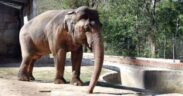 Last elephant at South African zoo freed after 40 years