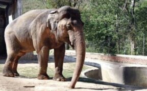 Last elephant at South African zoo freed after 40 years