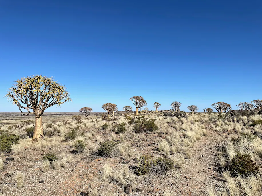 Quiver trees in the Northern Cape of South Africa; the wood is used by local hunter-gatherer groups there to make quivers for small, poison-tipped arrows. (Brenna Henn)