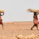 Horn of Africa Faces Devastating Hunger Crisis as Drought and Conflict Worsen-africana.news