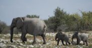 Namibia to Cull Over 700 Wild Animals Amidst Worst Drought in a Century to Combat Food Insecurity-africana.news