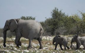 Namibia to Cull Over 700 Wild Animals Amidst Worst Drought in a Century to Combat Food Insecurity-africana.news