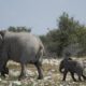 Namibia to Cull Over 700 Wild Animals Amidst Worst Drought in a Century to Combat Food Insecurity-africana.news