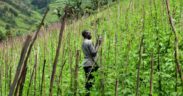 Africa’s Small-Scale Revolution Against Big Agriculture-africana.news