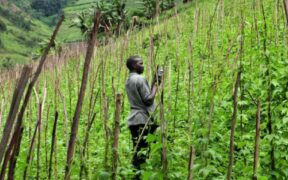 Africa’s Small-Scale Revolution Against Big Agriculture-africana.news