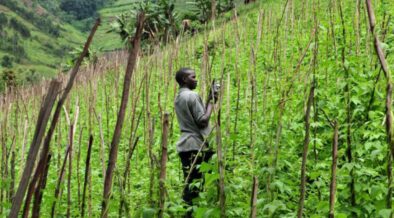 Africa’s Small-Scale Revolution Against Big Agriculture-africana.news