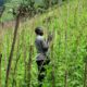 Africa’s Small-Scale Revolution Against Big Agriculture-africana.news