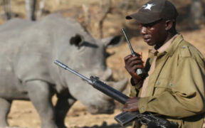 Illegal Wildlife Trade_ A Growing Global Crisis-africana.news