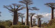 Positive Signs for Africa’s Iconic Upside-Down Baobab Trees-africana.news