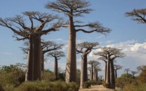 Positive Signs for Africa’s Iconic Upside-Down Baobab Trees-africana.news