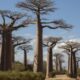 Positive Signs for Africa’s Iconic Upside-Down Baobab Trees-africana.news