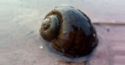 Study Reveals Invasive Apple Snail Could Spread Across Africa-africana.news