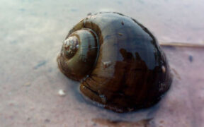 Study Reveals Invasive Apple Snail Could Spread Across Africa-africana.news