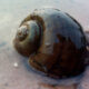 Study Reveals Invasive Apple Snail Could Spread Across Africa-africana.news