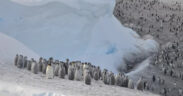 https___africana.news_artificial-nests-can-help-endangered-penguins-breed-but-design-matters_