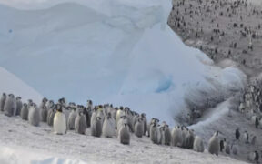 https___africana.news_artificial-nests-can-help-endangered-penguins-breed-but-design-matters_