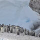 https___africana.news_artificial-nests-can-help-endangered-penguins-breed-but-design-matters_