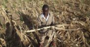 https___africana.news_worst-drought-in-a-century-devastates-southern-africa-millions-at-risk_