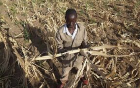 https___africana.news_worst-drought-in-a-century-devastates-southern-africa-millions-at-risk_