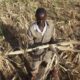 https___africana.news_worst-drought-in-a-century-devastates-southern-africa-millions-at-risk_