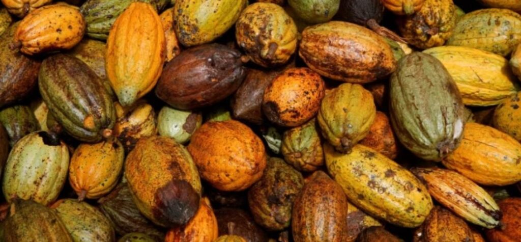 Cocoa Prices Expected to Increase Amid Supply Challenges
